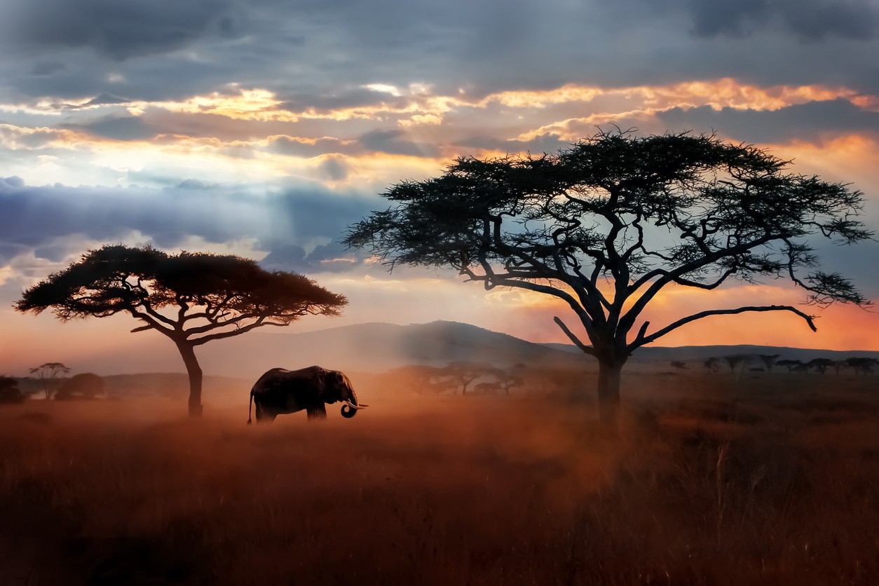 National Parks of Africa